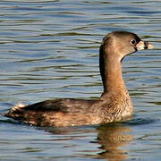 Pied-billed Grebe