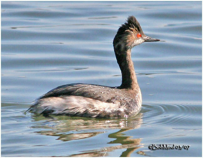 Black-necked Grebe