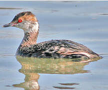 Horned Grebe