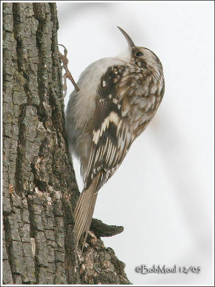 Grimpereau brun