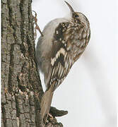 Brown Creeper