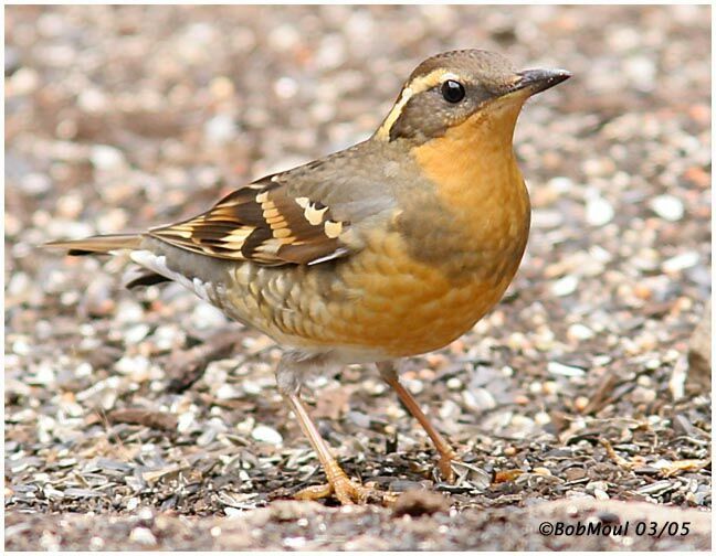 Varied Thrush