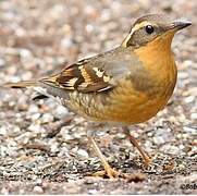 Varied Thrush