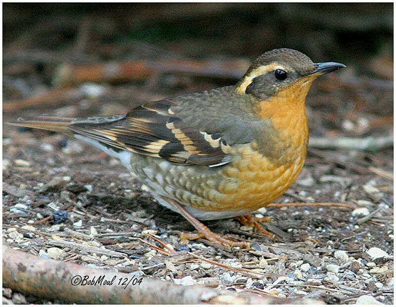 Varied Thrush