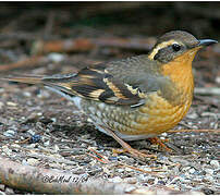 Varied Thrush