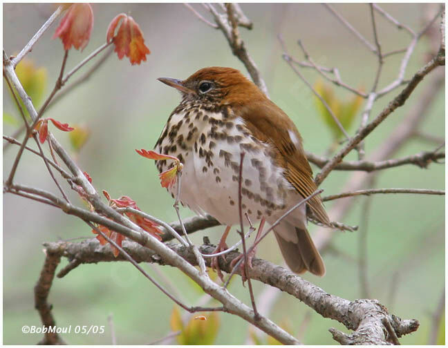 Wood Thrush