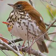 Wood Thrush