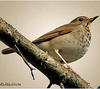 Hermit Thrush