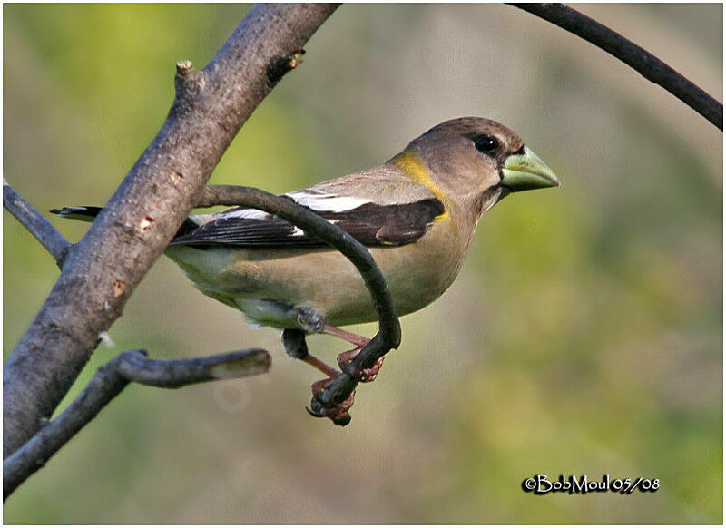 Evening Grosbeak female adult breeding