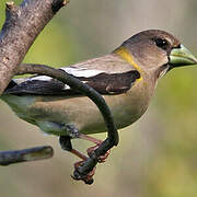 Evening Grosbeak