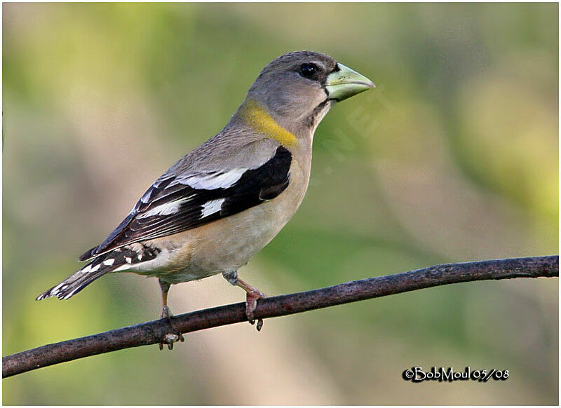 Evening Grosbeak female adult breeding