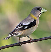 Evening Grosbeak