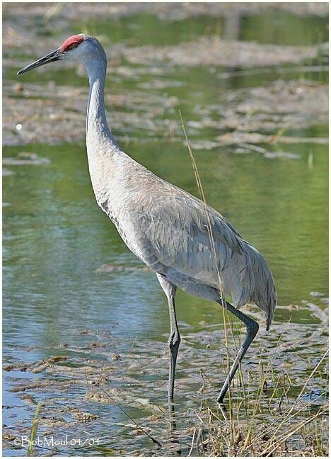 Sandhill Crane