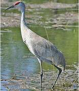 Sandhill Crane