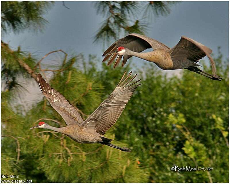 Sandhill Craneadult, Flight