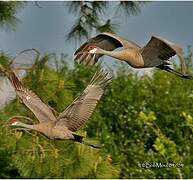 Sandhill Crane