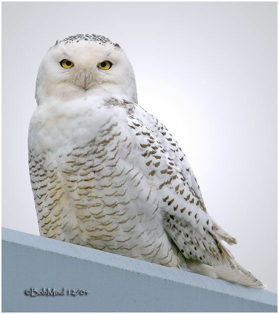 Snowy Owl