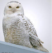 Snowy Owl