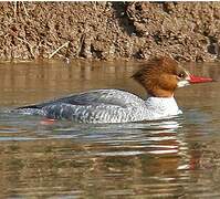 Common Merganser