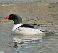 Common Merganser