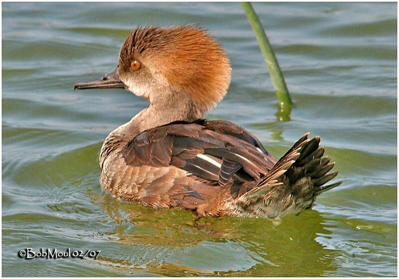 Hooded Merganser