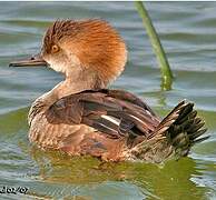 Hooded Merganser