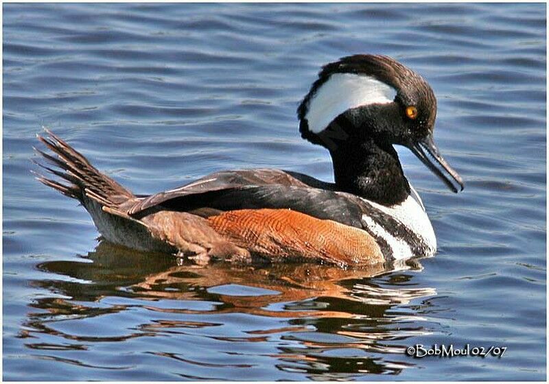 Hooded Merganser