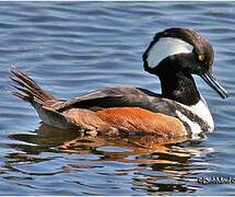 Hooded Merganser