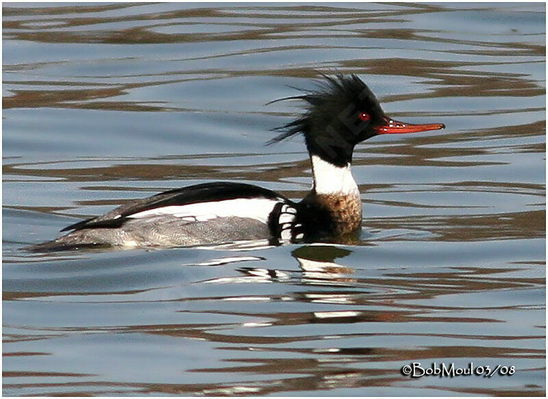 Red-breasted Merganser male adult breeding