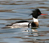 Red-breasted Merganser