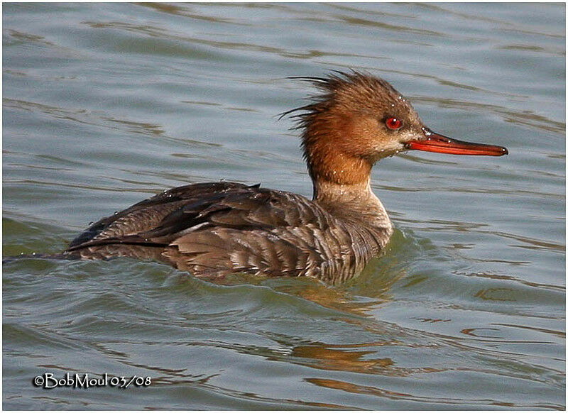 Red-breasted Merganser female adult breeding