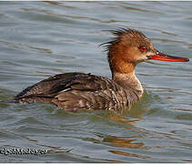 Red-breasted Merganser