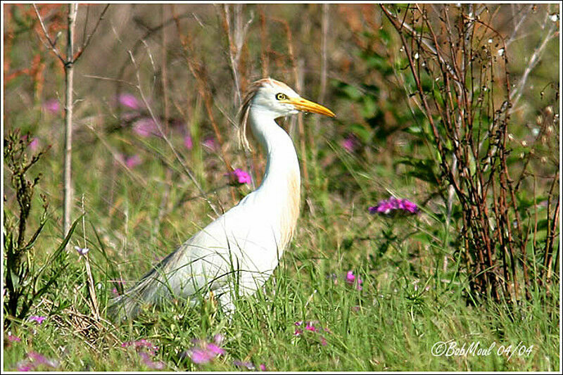 Western Cattle Egret