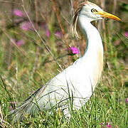 Western Cattle Egret