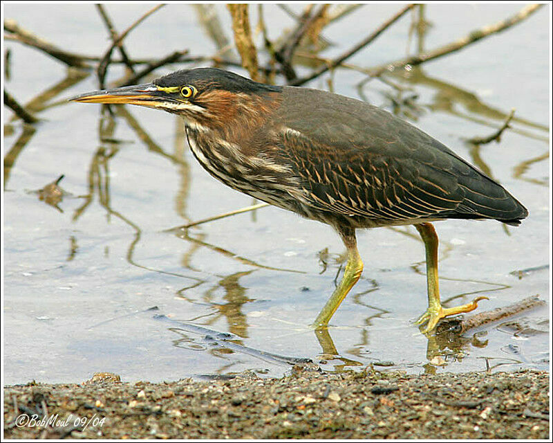 Green Heron