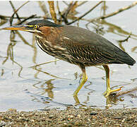 Green Heron