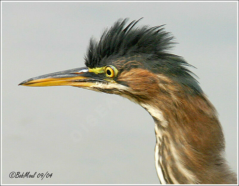 Green Heron