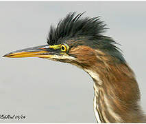 Green Heron