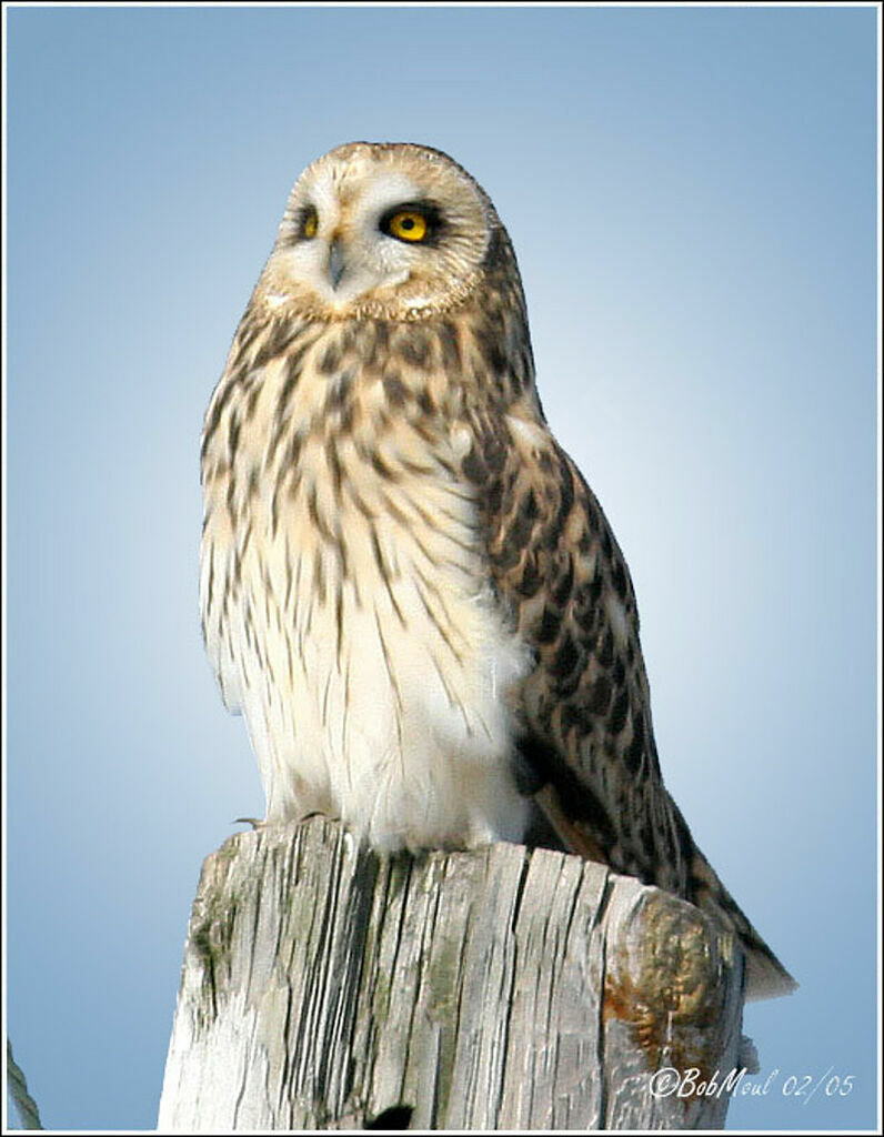 Short-eared Owl