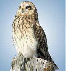 Hibou des marais