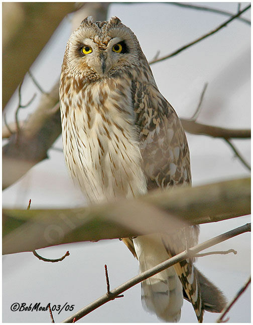 Short-eared Owl