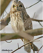 Hibou des marais