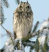 Short-eared Owl