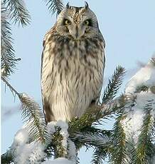 Hibou des marais