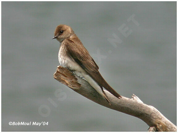 Northern Rough-winged Swallow