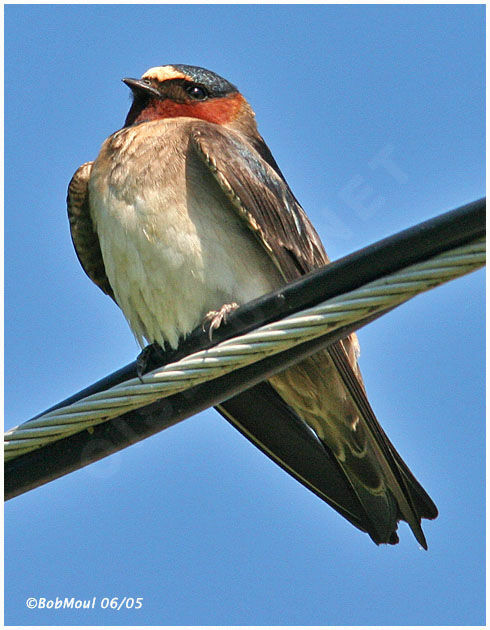 Hirondelle à front blanc