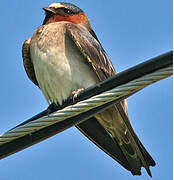 American Cliff Swallow