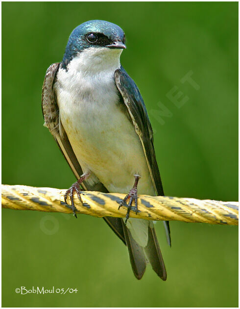 Tree Swallow