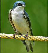 Tree Swallow