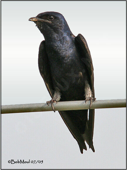 Purple Martin